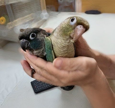 kekopk's tweet photo. 仲良し0歳児
#ウロコインコ https://t.co/YVqXoFIgJk
