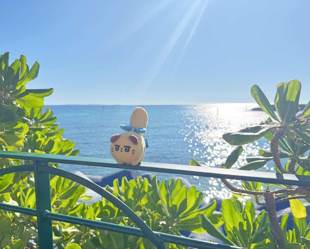 yuru_r___'s tweet photo. 日光浴☀️

#東京ばにゃ奈
#ぬい撮り
#ばにゃ奈と沖縄 https://t.co/x3OCIgFPXt