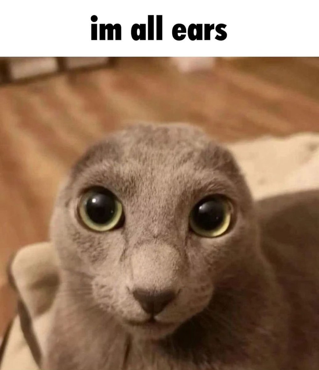Cat Posted tweet media