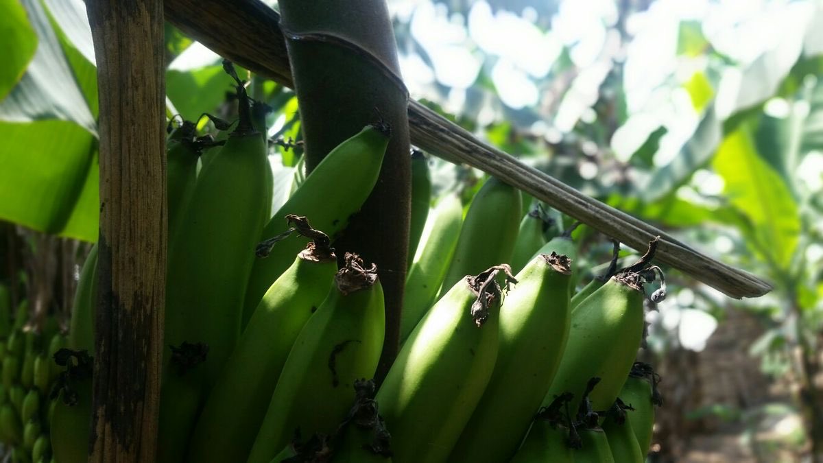 Greenbridge_exp's tweet photo. From our gardens in Uganda to the roads that connect us to Asia &amp; Europe. Every step is done with care because quality starts at the source.

Place your orders now; 0780292682

Email ;greenbridgeexportltd@gmail.com

#GreenBridgeExports #MadelnUganda #FarmToGlobal #uae https://t.co/N4yM20lBqo