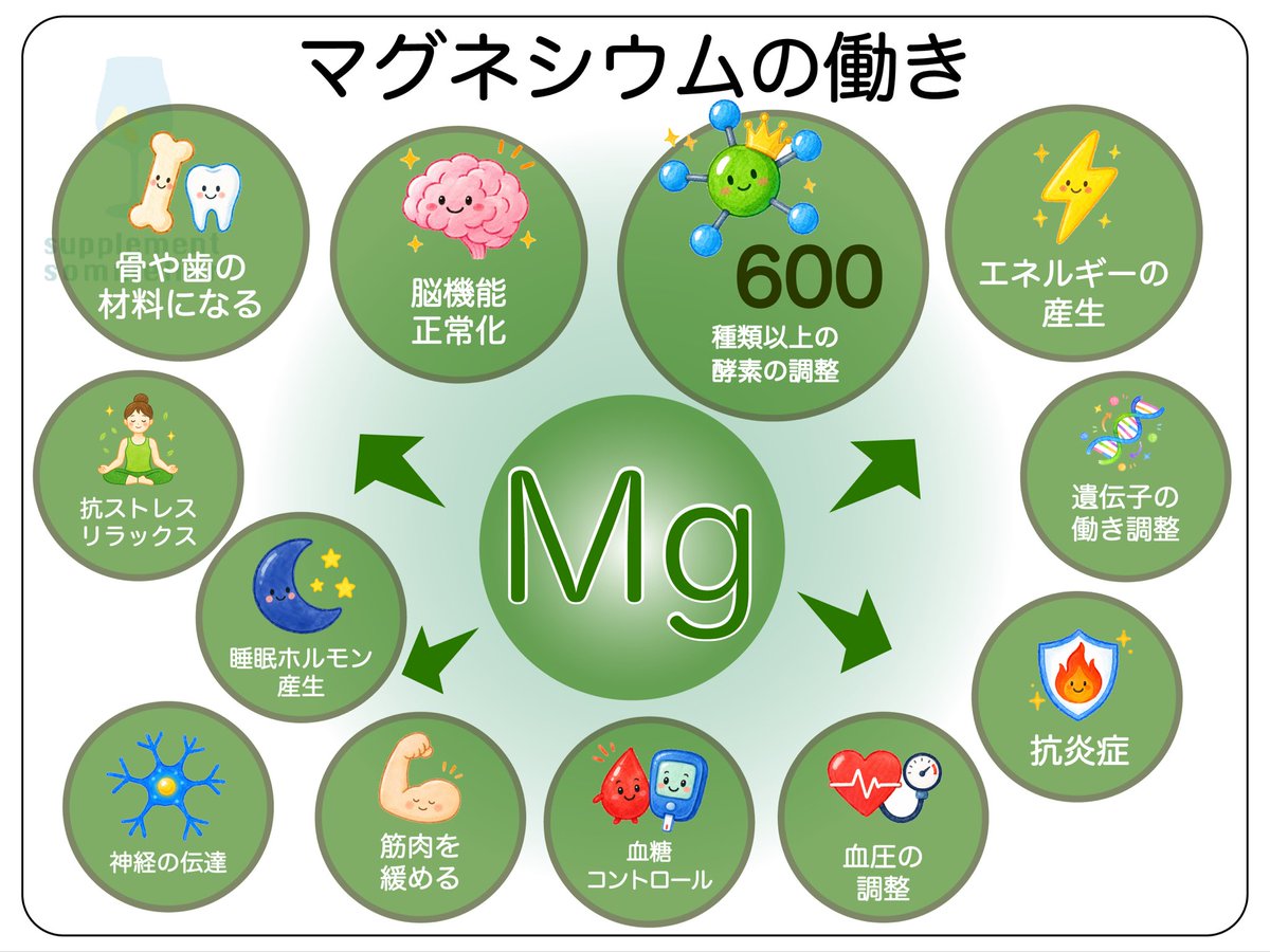 supplemiya's tweet photo. ⚠️2026年版・マグネシウムの働き⚠️

マグネシウムは600種類以上の酵素の働きを調整し

・エネルギーの産生 
・遺伝子の働きの調整 
・抗炎症作用 
・血糖値の安定 
・血圧の調整 
・筋肉の働きの調整 
・神経伝達 
・睡眠ホルモン産生 
・抗ストレス 
・骨や歯の材料に 
・脳機能の正常化

などに関わる超重要なミネラルです。

以前は「300種類以上」と言われていましたが、近年はさらに多くの働きがあることがわかってきて、論文等でも600以上と表現されるようにも。

また、XをはじめとしたSNSでもかなり注目度が上がり、急上昇キーワードにもマグネシウムが時々出るように。

今年一番人気が上がってきた栄養素の１つになっているのではないでしょうか？

そんなマグネシウムの
・詳しい働き
・豊富な食べ物
・最新情報

にご興味のある方は、これからちょいちょい書いていくので、フォローしてお待ちいただければと思います☺️