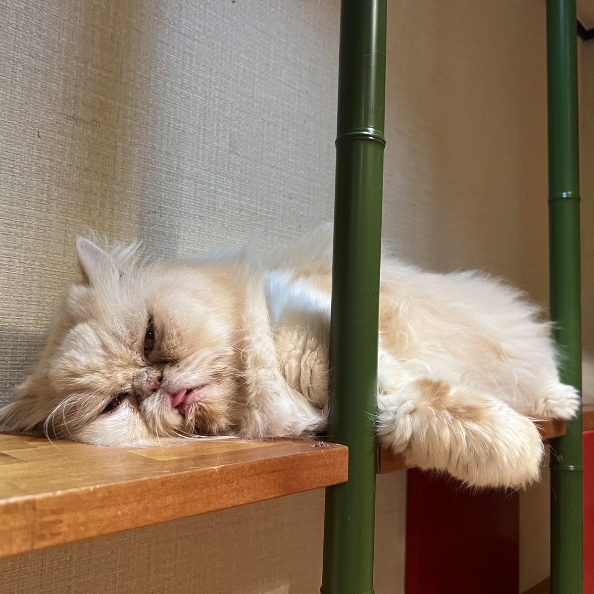 cocone0510's tweet photo. くちゃくちゃなお顔のマシューくん

⁡#猫カフェ心猫 #心猫 #cocone  #catcafe #猫 #ねこ #ネコ #cat #猫部 #猫好きさんと繋がりたい #猫のいる暮らし #マルエス #丸エス  #猫写真 #ペルシャ #マシュー https://t.co/FtLKf8Tncw