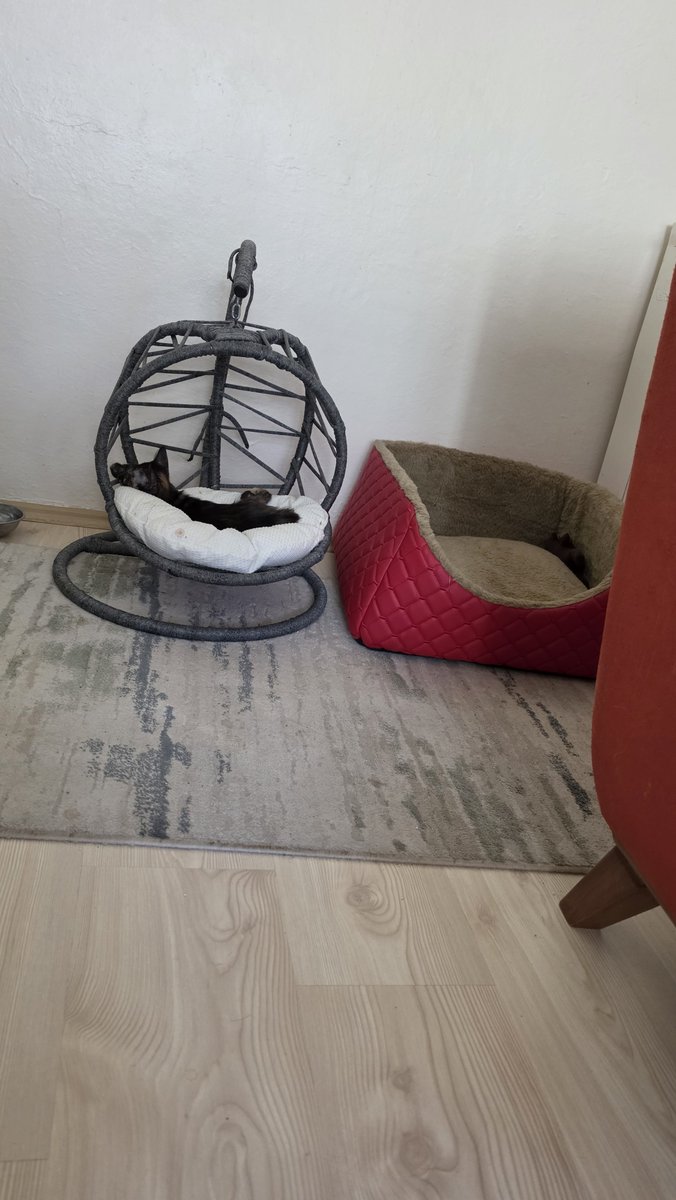 haysethecat's tweet photo. Ammem geldi çuk şefdik aşk yaşadınk şonya yeni düjenin buyaşı yavaş yavaş şalonu ejbeyle dedi dinnicez yabcak bişi yomk https://t.co/FenJJPeRS7