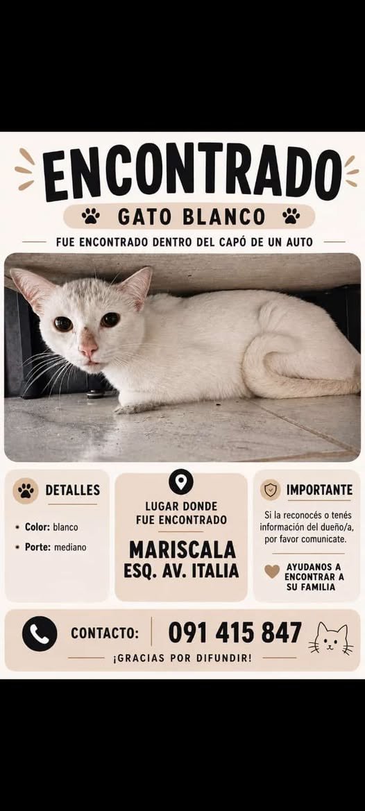 Mikamagic80's tweet photo. Pobrecito
Además es un gatito que no debe tomar sol por su pelaje, desarrollan cáncer
Ojalá encuentre a su familia, está muy asustado https://t.co/YALfuyIJ6c