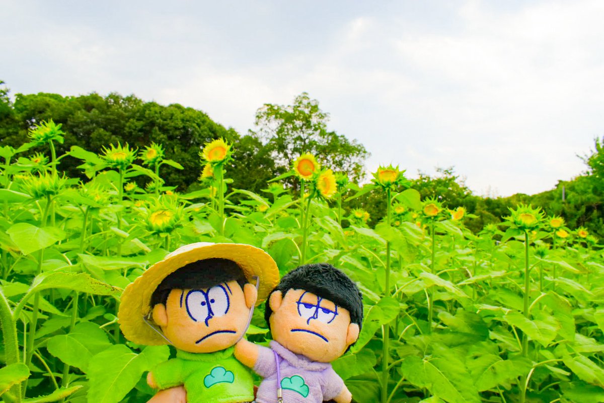 candy_197's tweet photo. ひまわり綺麗だったねぇ🌼 https://t.co/J4kgWhPGuV