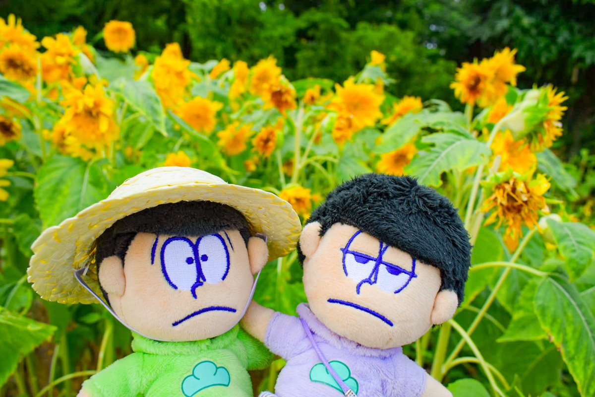 candy_197's tweet photo. ひまわり綺麗だったねぇ🌼 https://t.co/J4kgWhPGuV