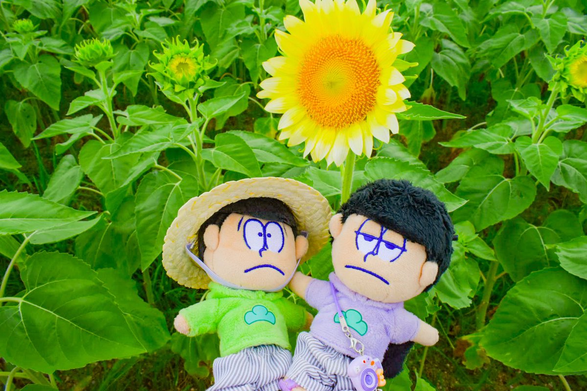candy_197's tweet photo. ひまわり綺麗だったねぇ🌼 https://t.co/J4kgWhPGuV