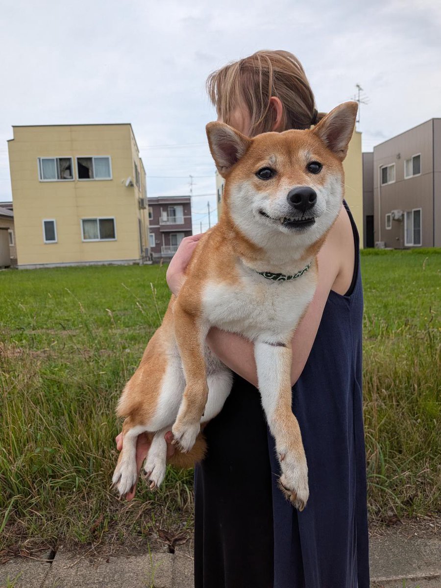 yune__2525's tweet photo. 知人が青森県弘前市泉野2丁目で柴犬っぽい迷子犬を保護しました！

大至急、飼い主さんを探しています。
情報

柴犬　未避妊　女の子　
抱っこできる　おとなしい　怖がり　首輪無し

現在弘前愛護センター→青森愛護センター移動予定　猶予5日間

殺処分判定可能性あります😭
#迷子犬
#弘前
#五所川原 https://t.co/1fAVzFtyAT