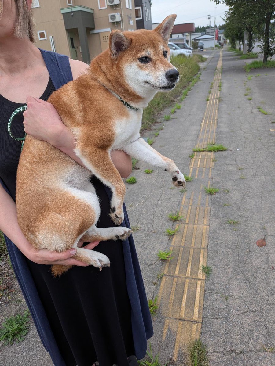 yune__2525's tweet photo. 知人が青森県弘前市泉野2丁目で柴犬っぽい迷子犬を保護しました！

大至急、飼い主さんを探しています。
情報

柴犬　未避妊　女の子　
抱っこできる　おとなしい　怖がり　首輪無し

現在弘前愛護センター→青森愛護センター移動予定　猶予5日間

殺処分判定可能性あります😭
#迷子犬
#弘前
#五所川原 https://t.co/1fAVzFtyAT