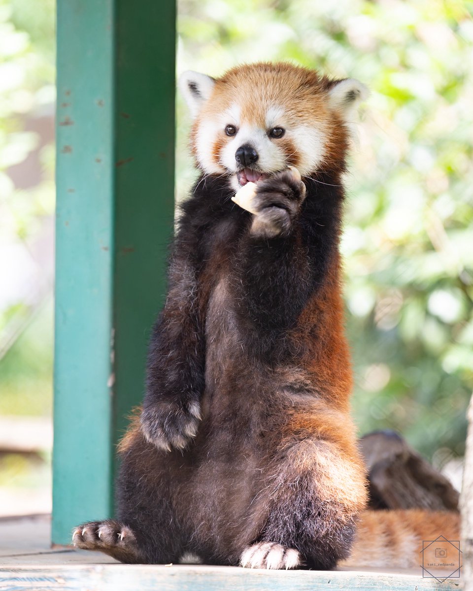 kaki_RedPanda's tweet photo. るんるんの右足

#ソラ
#レッサーパンダ
#羽村市動物公園 https://t.co/VmHJ1JZH2Z