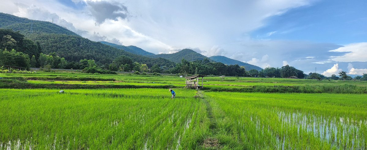 Mimemimesan's tweet photo. นี่คือทุ่งนาแถวบ้านค่ะ🌾🐶🌄

ใครจะรู้ว่าเราอยู่แบบนี้ทุกวันเลย
จริงๆ ไม่ต้องไปเที่ยวไหนไกลๆ ก็มีภูเขาให้ดูแบบนี้ทุกวันที่หลังบ้าน😽

บรรยากาศดีสุดๆ และที่สำคัญไม่มีใครรู้จักที่นี่ด้วย มันก็ฟรินสุดๆ 🍃
บ้านใครมีอากาศดีๆ ที่ฟินๆ แบบนี้มาแชร์กันได้นะคะ 
(ดูกราฟไปมองวิวไปก็ฟินๆ (⁠≧⁠▽⁠≦⁠)

#เที่ยวกับมีมี่  #BinanceTH