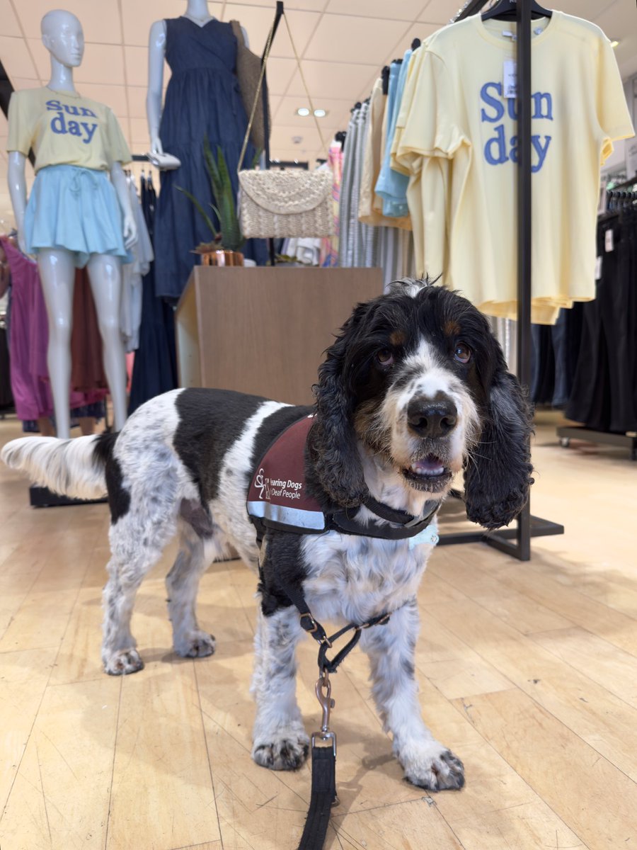 LucyandWilbur's tweet photo. Happy Thursday friends! We hope you’re having a lovely day, here’s me in @nextofficial being the best boy 🐶🐾❤️ @HearingDogs Wilbur 

#hearingdog #assistancedog https://t.co/zDsPovCUiJ