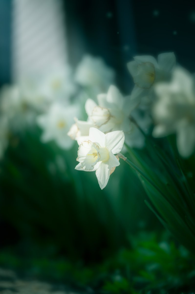 ookami_14459's tweet photo. 光は、咲く理由を知っている。

#Photo #photography #写真好きな人と繋がりたい　#TLを花でいっぱいにしよう https://t.co/gEWFIvR9a1