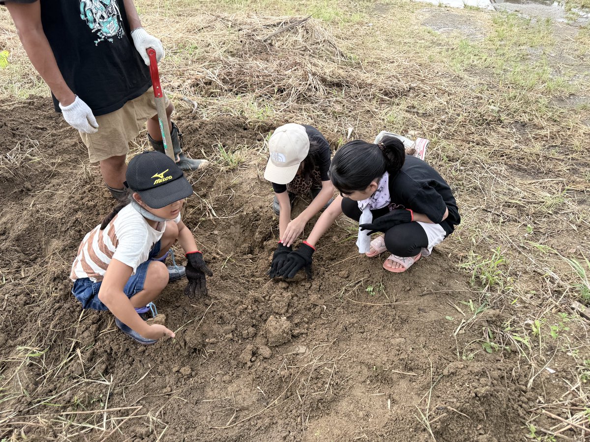 StarsMisaki's tweet photo. 今日は友達の子どもたちと一緒に、以前植えたサツマイモの収穫へ🍠

正直に言うと…

収穫のタイミングが遅れてしまい、
「芋づる式！」とはいかず、サツマイモはちょっと失敗でした😂

でも、それ以上に大きな収穫がありました。

子どもたちは土を掘って、
「見つけたー！」
「まだあるかも！」
と夢中になって大はしゃぎ😊

今は土に触れる機会も少なくなってきましたが、
畑で汗をかきながら、自分の手で掘って、笑って。

そんな時間は、とても貴重だなと改めて感じました。

大きなサツマイモは採れなかったけど、

子どもたちの笑顔は、今年一番の豊作でした😊🍠

#石垣島
#畑体験
#食育
#子どもの笑顔
#スター美崎