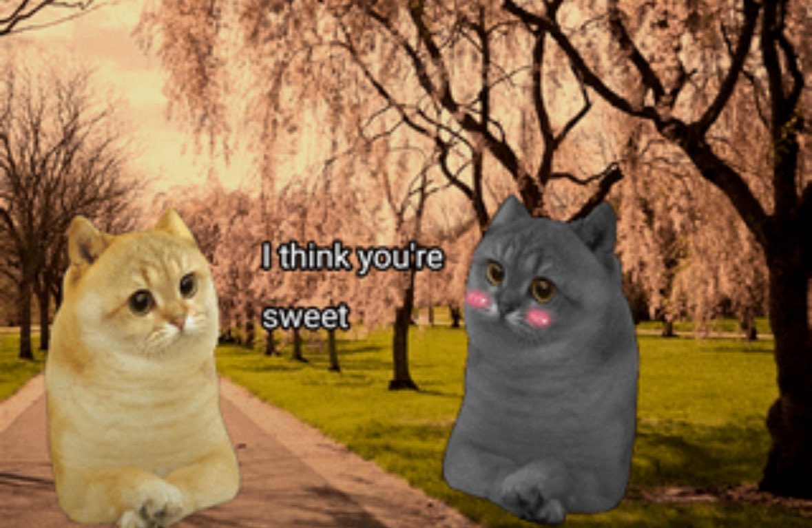 ethereumcate's tweet photo. what the fuck is ‘sweet’? https://t.co/VX8iAsk781