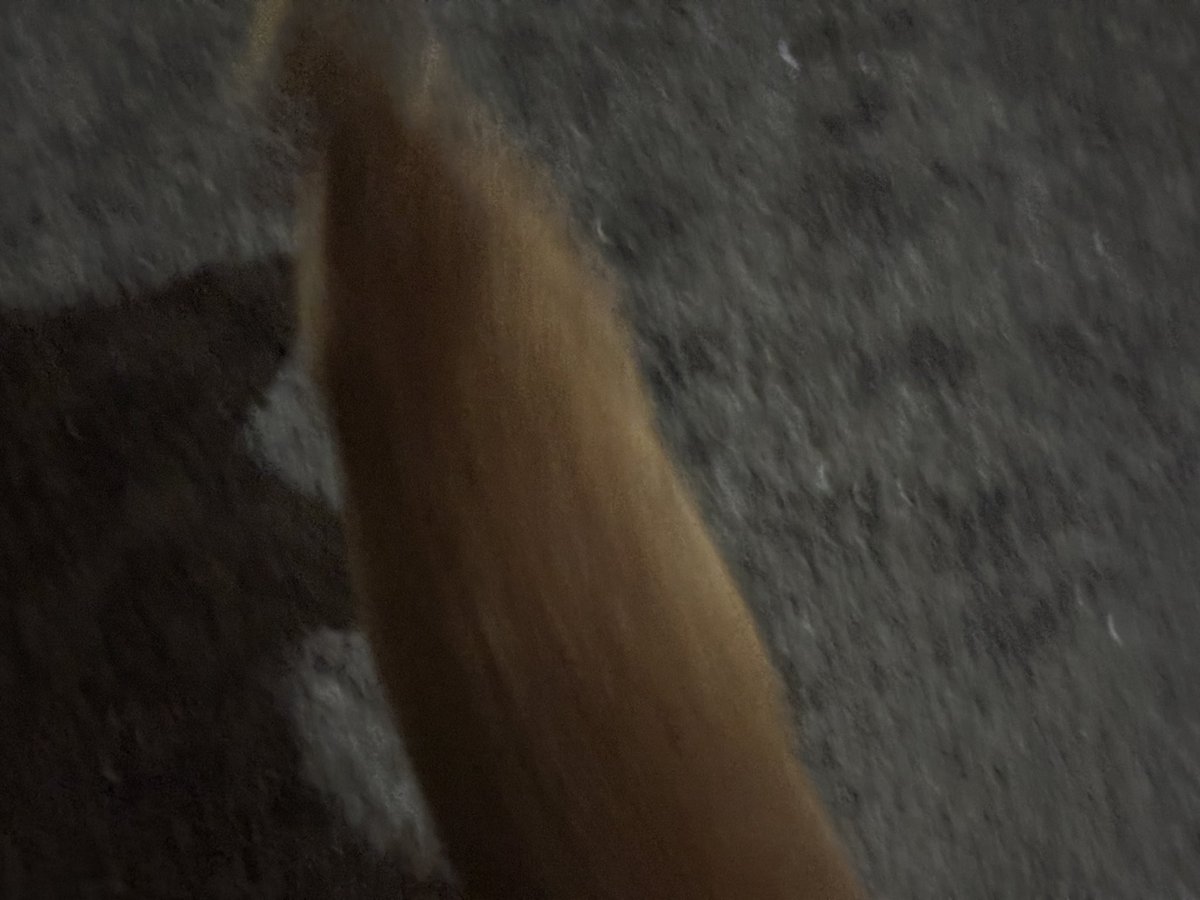pcjpnet's tweet photo. 獰猛な生物に襲われる5秒前🐈💨
  
 #ぴじぇねこ https://t.co/UYBhqnjXVB