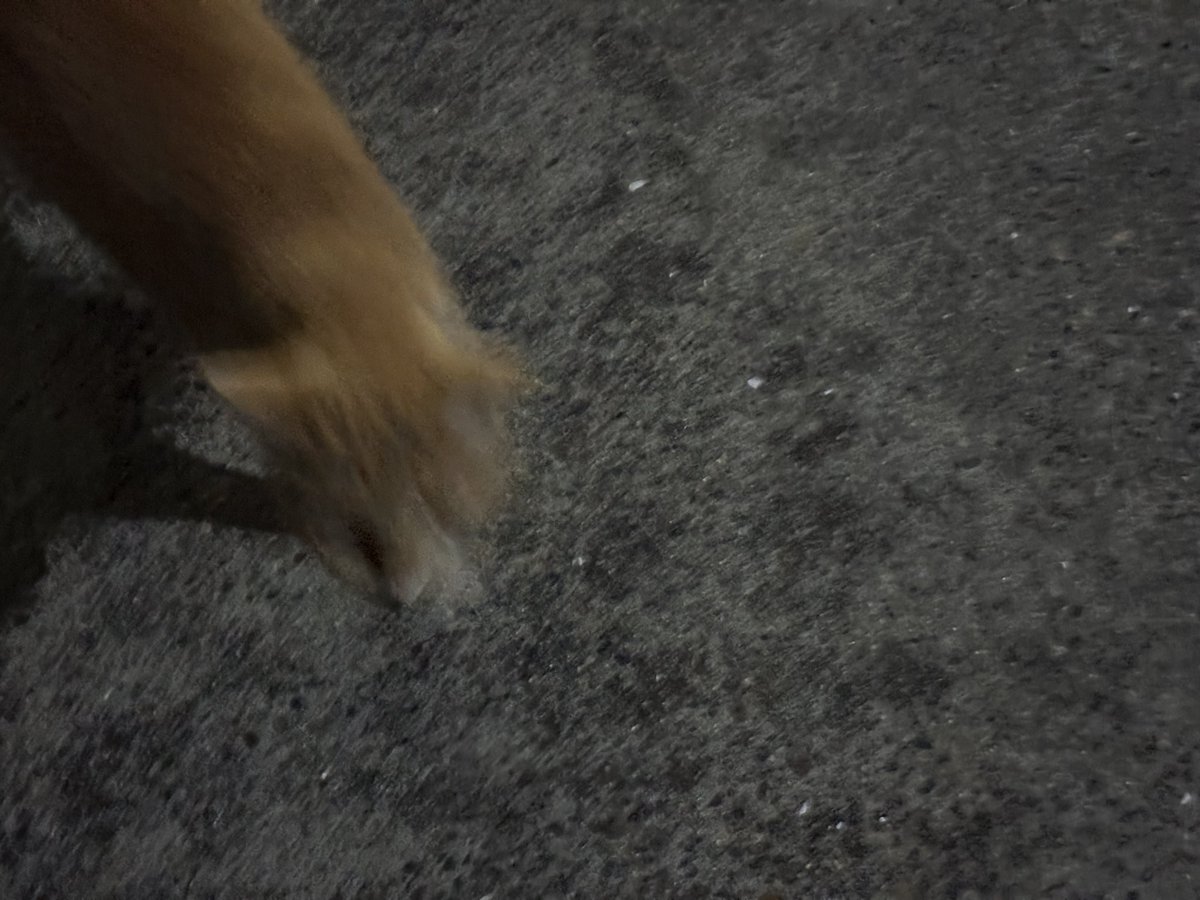pcjpnet's tweet photo. 獰猛な生物に襲われる5秒前🐈💨
  
 #ぴじぇねこ https://t.co/UYBhqnjXVB