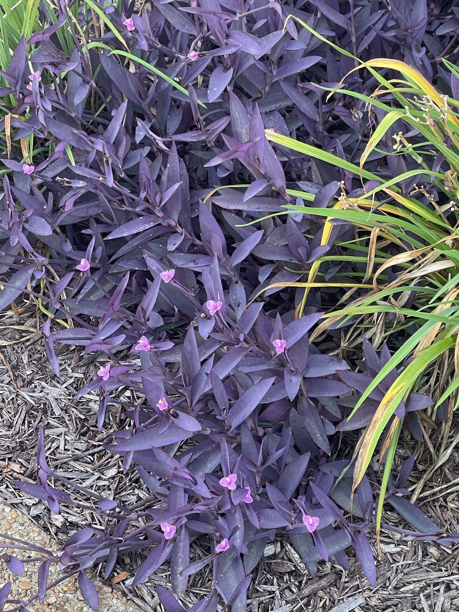 Raven_Taboo's tweet photo. Ok I need this plant and a gardening sub that will buy all the things and take care of them so I can enjoy the beauty 🥰 https://t.co/ZimUJ7MPx5