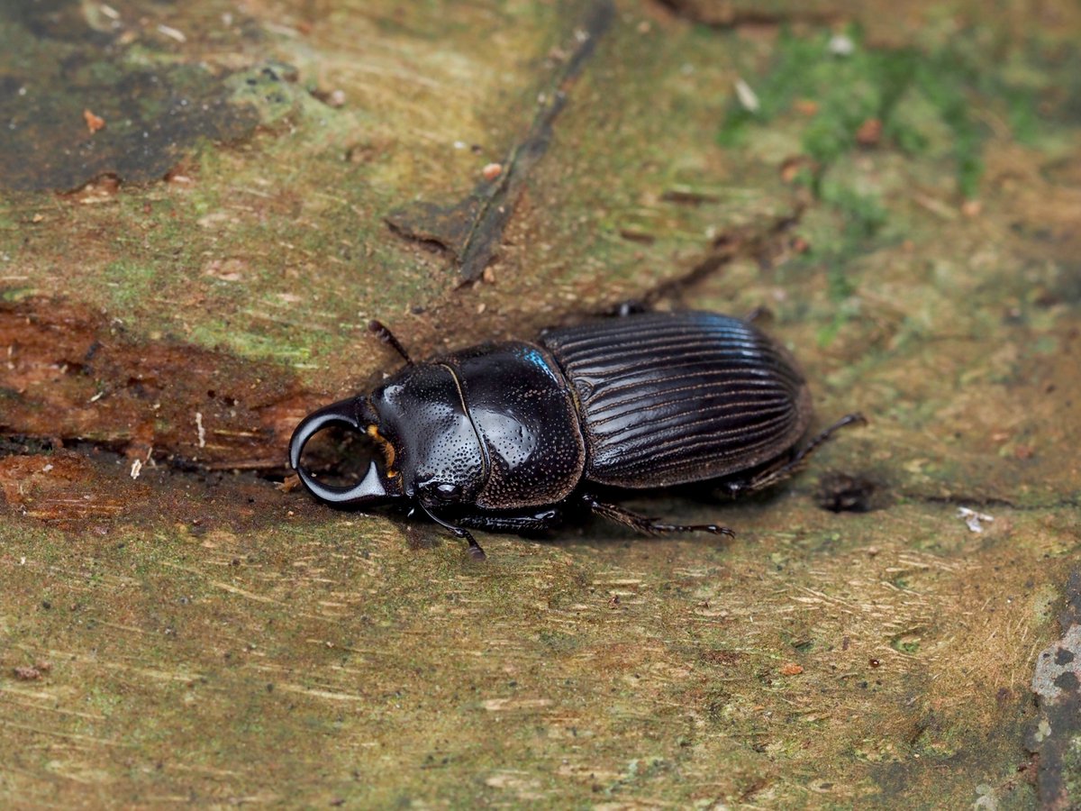 antparasitoid's tweet photo. さやばねの最新号に、小笠原のコガネムシ類の現況をまとめた報告を出しました！(同僚が)
私は普通種をつまんだだけで末席を汚しましたが、過去の記録がよく整理されています。
特に、表紙右上のイラストにもあるように、アシジロヒラフシアリの固有クワガタ類への影響について初めて示唆されました。 https://t.co/FMQ0F6Kt48