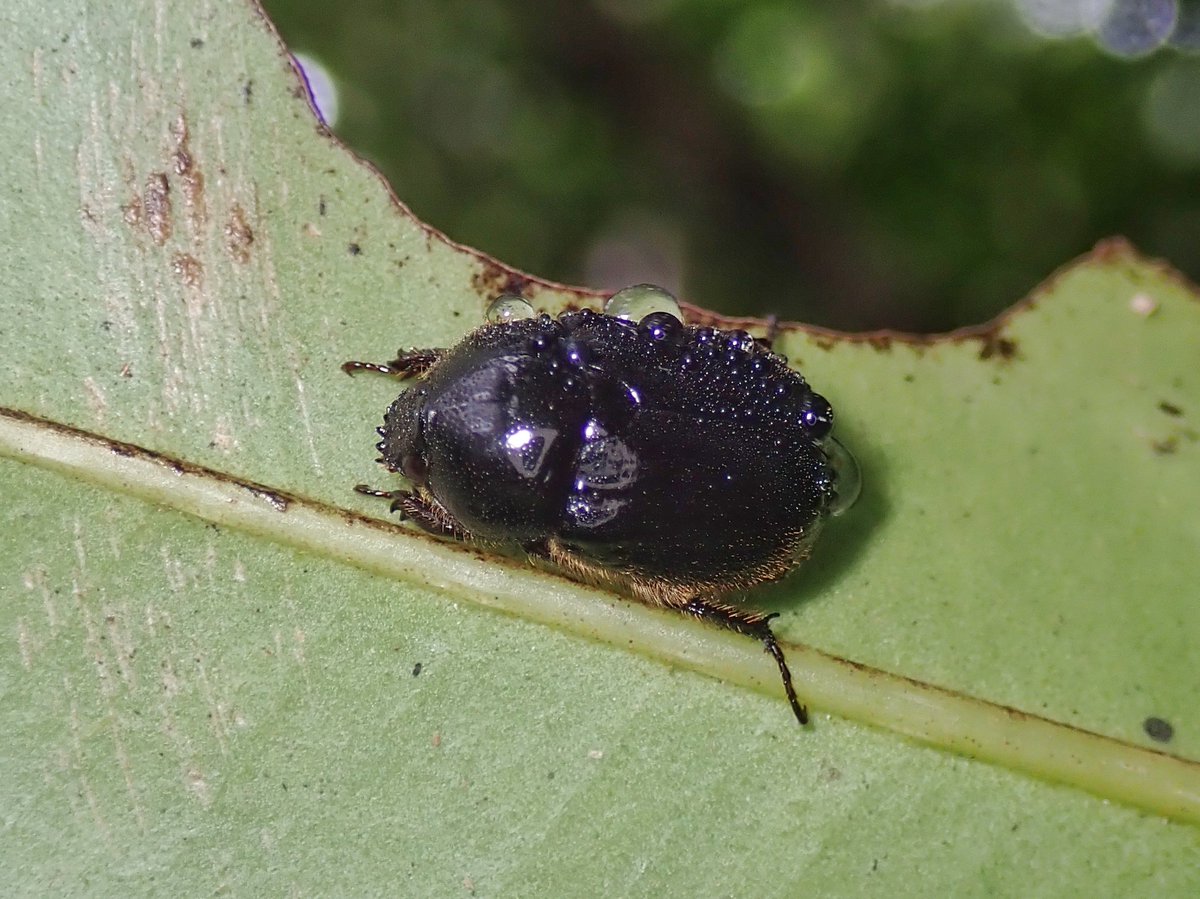 antparasitoid's tweet photo. さやばねの最新号に、小笠原のコガネムシ類の現況をまとめた報告を出しました！(同僚が)
私は普通種をつまんだだけで末席を汚しましたが、過去の記録がよく整理されています。
特に、表紙右上のイラストにもあるように、アシジロヒラフシアリの固有クワガタ類への影響について初めて示唆されました。 https://t.co/FMQ0F6Kt48