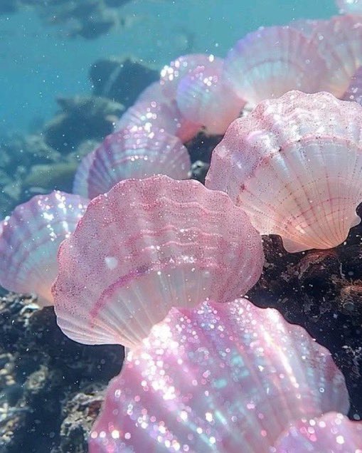 _Naturaee's tweet photo. ocean life https://t.co/ologKWSgi9