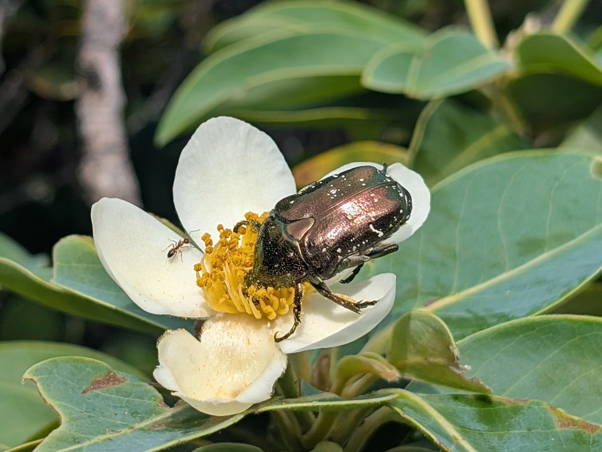 antparasitoid's tweet photo. さやばねの最新号に、小笠原のコガネムシ類の現況をまとめた報告を出しました！(同僚が)
私は普通種をつまんだだけで末席を汚しましたが、過去の記録がよく整理されています。
特に、表紙右上のイラストにもあるように、アシジロヒラフシアリの固有クワガタ類への影響について初めて示唆されました。 https://t.co/FMQ0F6Kt48