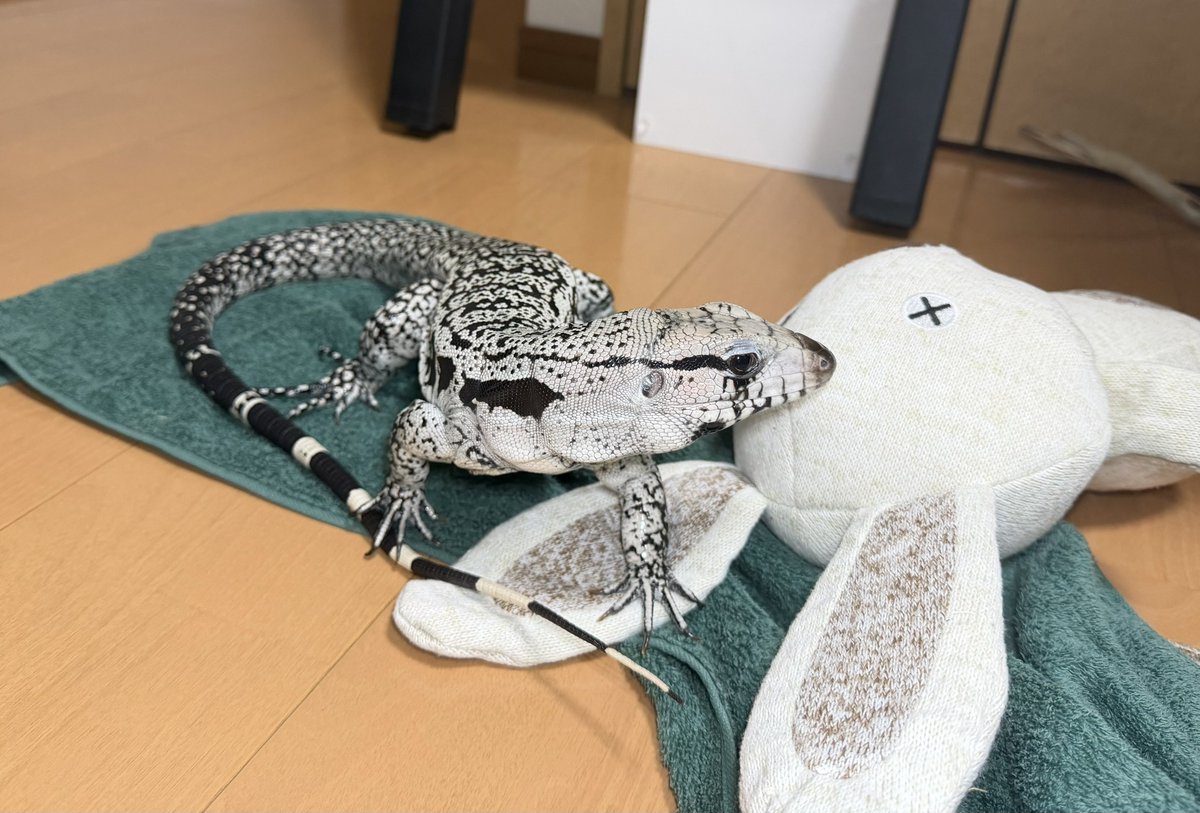 bsysiox's tweet photo. メンテナンス終わるの待ちトカゲ

#ブルーテグー https://t.co/0WdmTmABdW