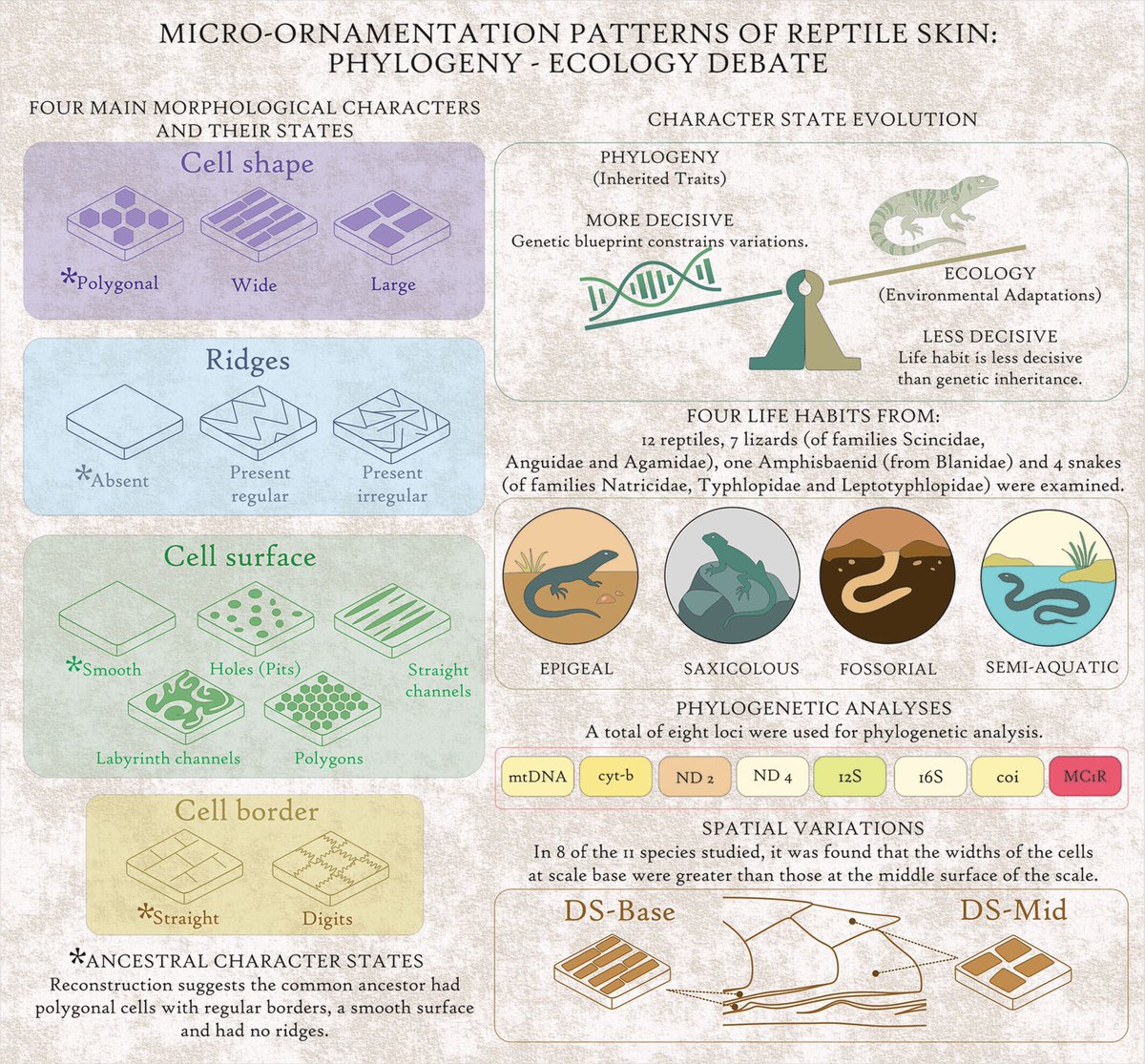 AnatRecord's tweet photo. Comparative micro-ornamentation patterns of reptile skin: Phylogeny-ecology debate and species-specific variations. 
Study by Melodi Yenmiş: https://t.co/ZDghb6xeQN https://t.co/CPsG7XxRjq