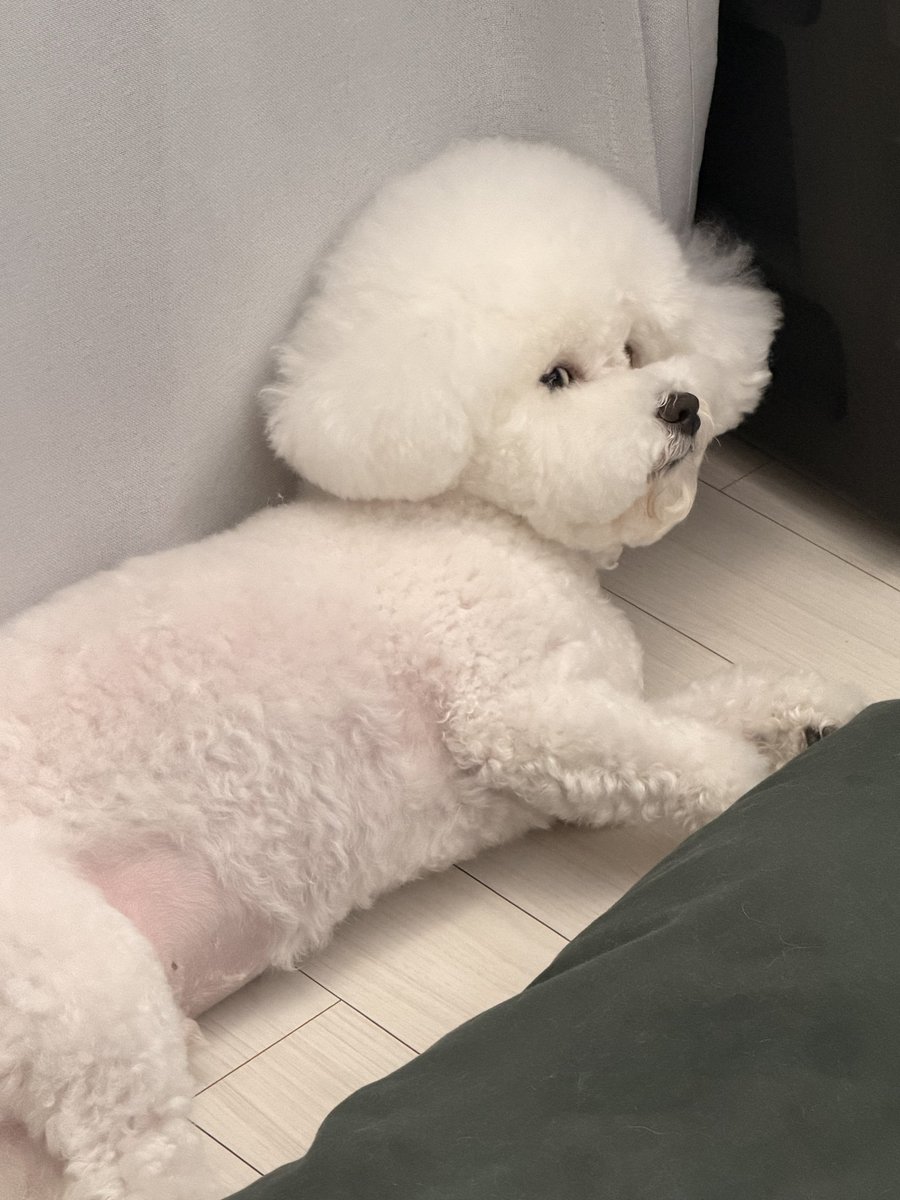 842Soo's tweet photo. 우리집 강아지 깨우면 이렇게 쳐다 봄 https://t.co/Q437AnJC8n
