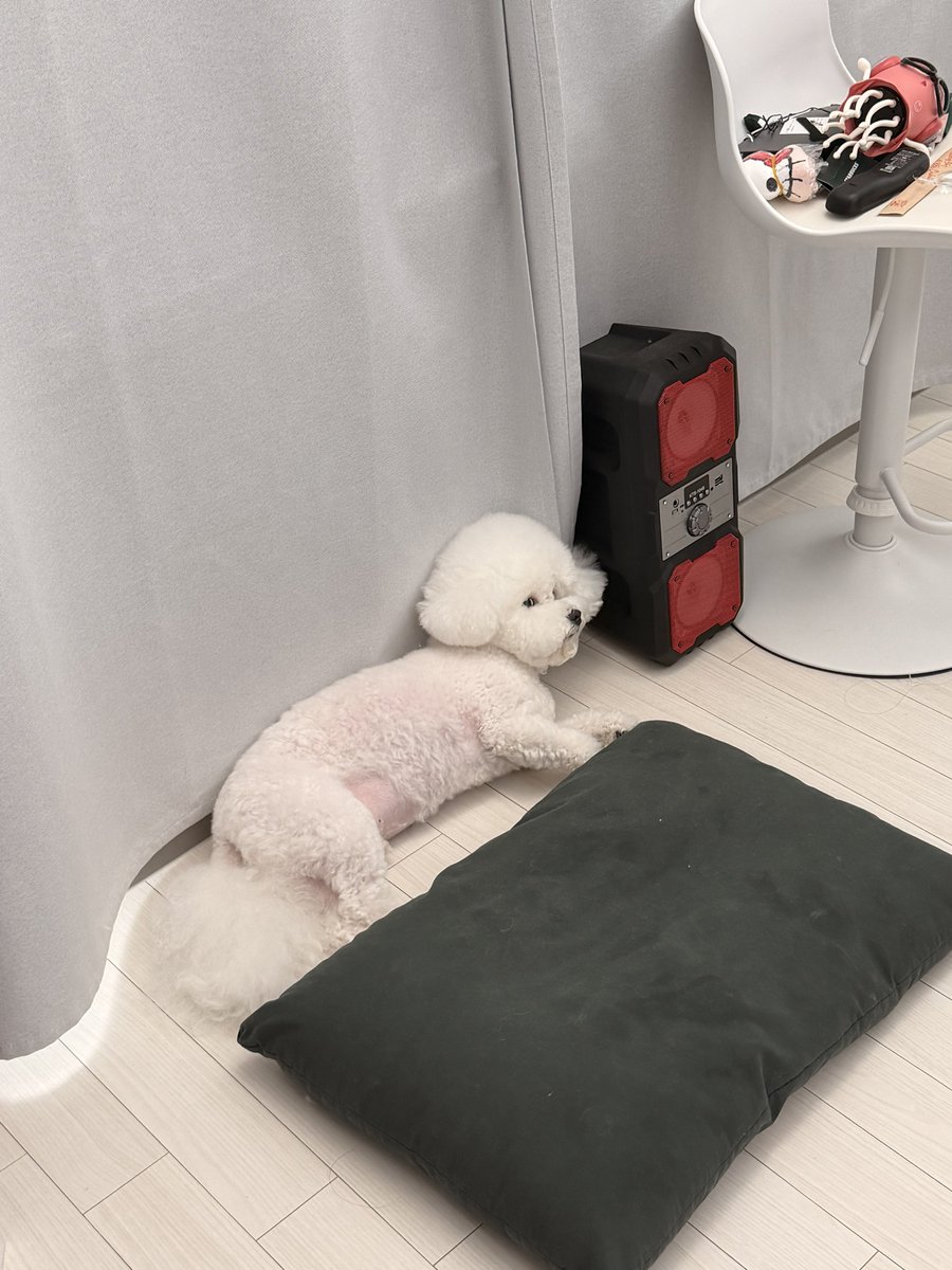842Soo's tweet photo. 우리집 강아지 깨우면 이렇게 쳐다 봄 https://t.co/Q437AnJC8n