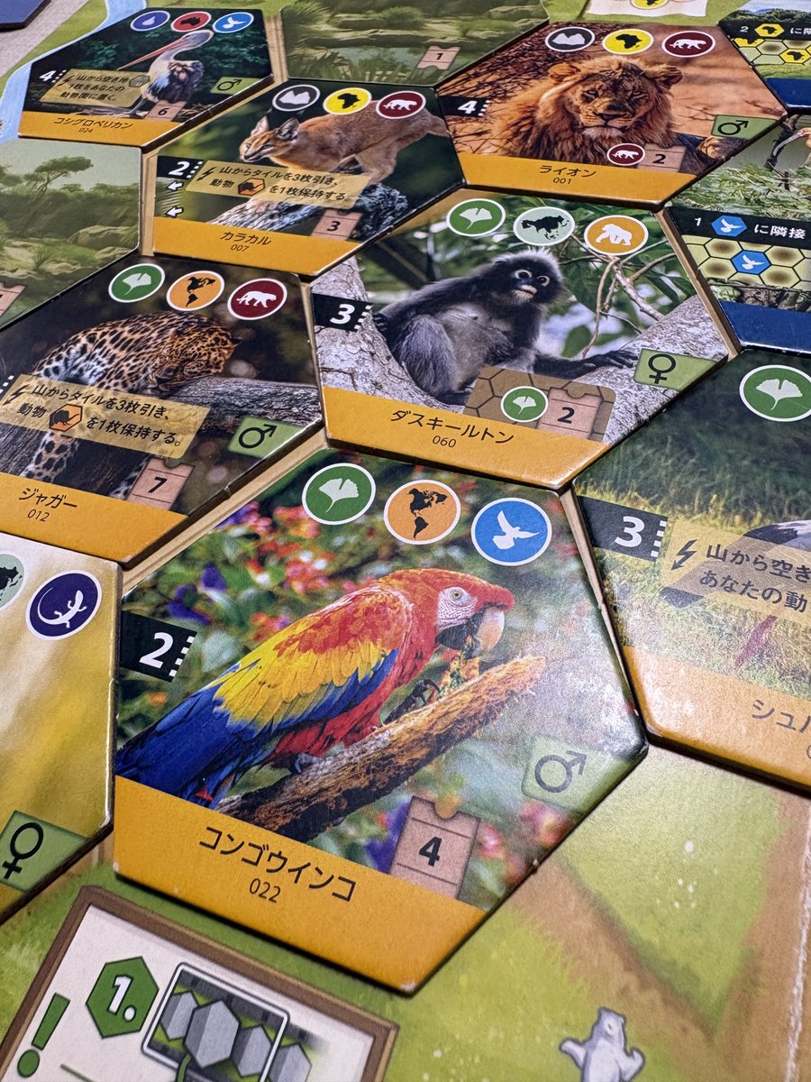 yafu_ru's tweet photo. \  🙍‍♂️夫婦ニコバトル2026🙎‍♀️  62nd match  /

🎲:アークノヴァサンクチュアリ
🏅勝者　　　　 :🙍‍♂️
🎖️ゲーム別通算 :🙎‍♀️22-17🙍‍♂️1分け
🏆２０２６通算 :🙎‍♀️33-28🙍‍♂️1分け
📝:
サンクチュアリ40戦目。
初プレイから半年で40戦は我が家最速かな。

記念の一戦はじっくりコンボを狙う妻に対し、サクサク盤面埋めちゃえ作戦で押し切った私の勝ち。
消化不良でモヤッとしてる妻を横目に飲む酒は美味い🍻

こんな面白いゲームがいまならテンデイズセールでお安く手に入るチャンス。みんな急いで！

#夫婦ニコバトル　#ボードゲーム 
#アークノヴァサンクチュアリ 
#テンデイズのゲーム
#テンデイズセールの推し