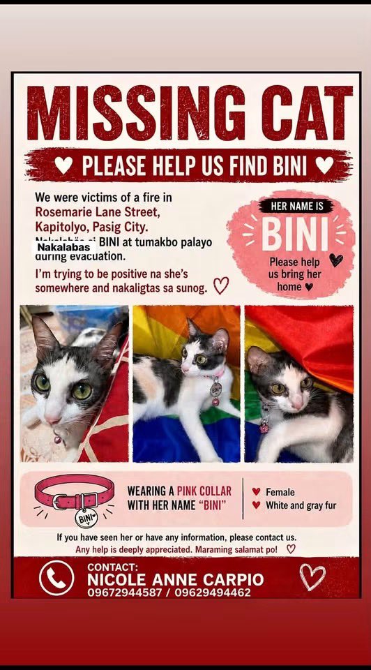 itsCHERBini's tweet photo. Hello, everyone!

Reposting this for one of my closest friends in bloomtwt (tagged in this post) &amp; her family. 😞🙏🏻 They're one of the residents na nasunugan recently sa Pasig. Wala talaga silang naisalba sa mga gamit, tapos si Bini yung cat niya still missing pa rin. 😞🙏🏻 (1/3) https://t.co/8HHuw1tgA6