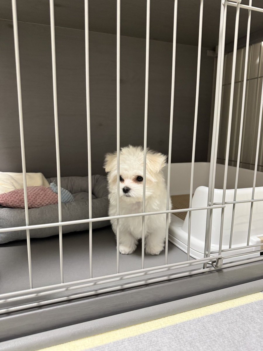 hanamaru2612's tweet photo. はなまるにもそんな時期がありました🐶
#マルチーズ https://t.co/2tlW6vptvJ