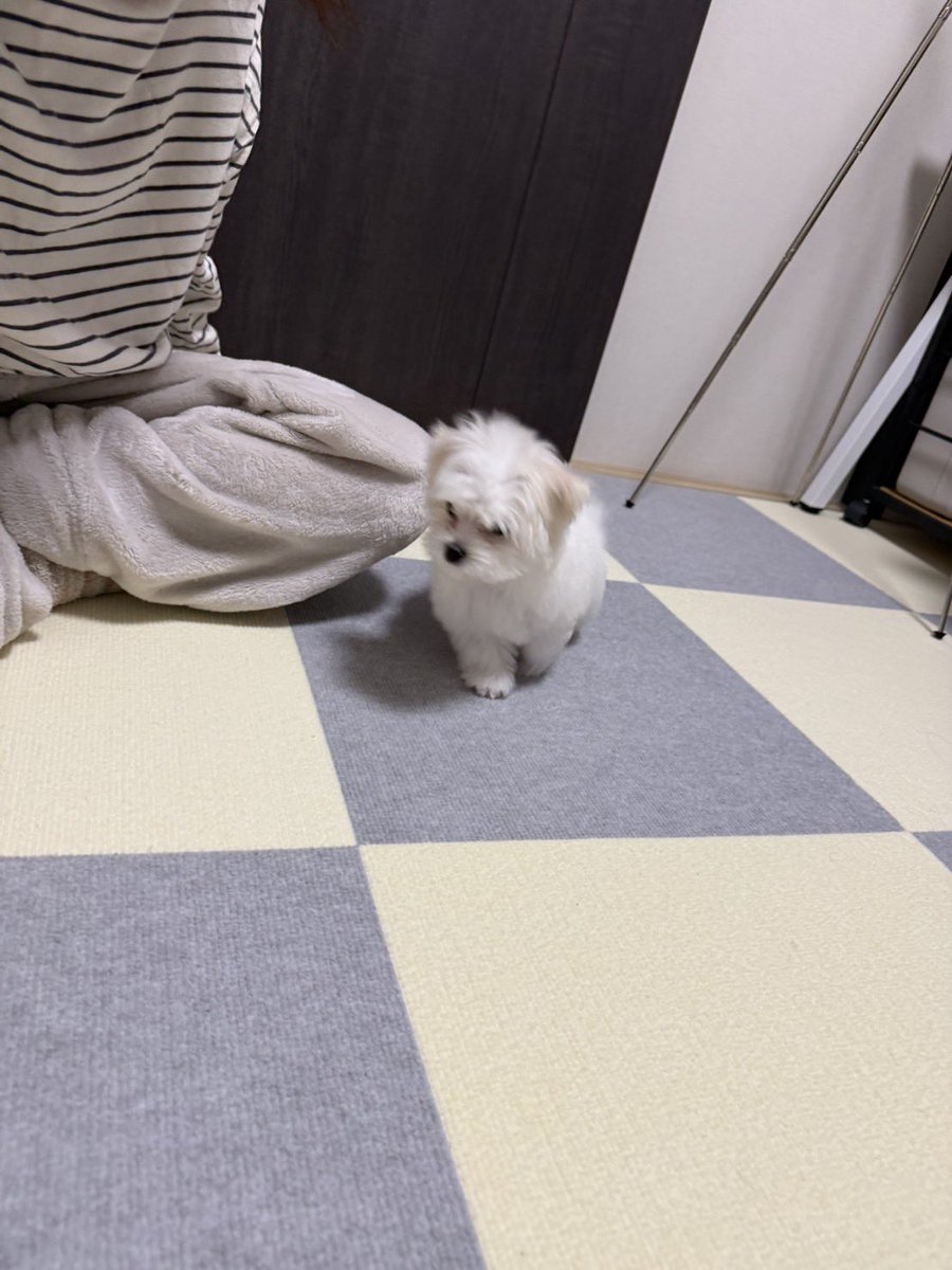 hanamaru2612's tweet photo. はなまるにもそんな時期がありました🐶
#マルチーズ https://t.co/2tlW6vptvJ