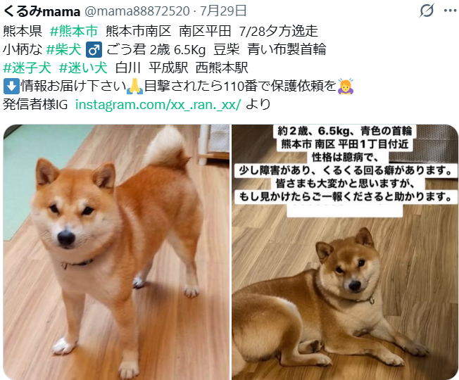mama88872520's tweet photo. ごう君🐶無事お家に帰れたそうです🎉
皆様、ありがとうございました✨
#熊本市  #迷子犬  #豆柴 https://t.co/ZSzhwPEUWI