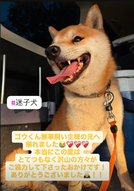 mama88872520's tweet photo. ごう君🐶無事お家に帰れたそうです🎉
皆様、ありがとうございました✨
#熊本市  #迷子犬  #豆柴 https://t.co/ZSzhwPEUWI
