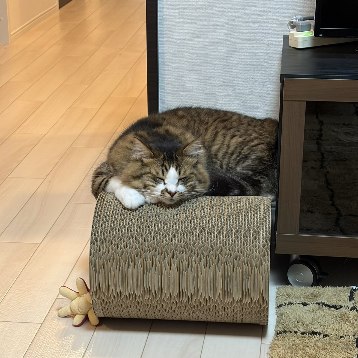 hotanyan's tweet photo. 新しい爪研ぎが届いてから
ほたての定位置が更新された https://t.co/0bIsp3kkUR