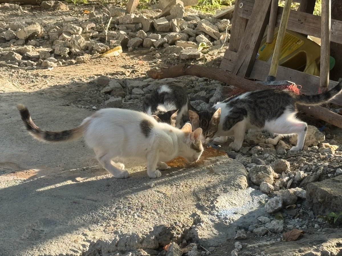 skudimayer's tweet photo. Gatitos abandonados fueron rescatados y hoy están bastante cerca de ser grandes.

Ojo al Cristo. https://t.co/deJAnwUhSU