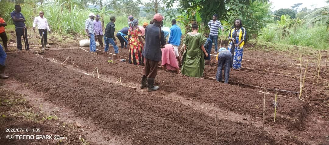 caredrc's tweet photo. 🌱La résilience commence dans les champs !

#Ituri, 26 producteurs pilote de #Rubingo, #Tondoli,#Mugwanga dans la zone de santé #Boga,formés au technique de maraîchage résilient: compost, germoirs et semis.Une étape clé pour renforcer de la sécurité alimentaire. #InvestInHumanity https://t.co/AykxUPwc0C