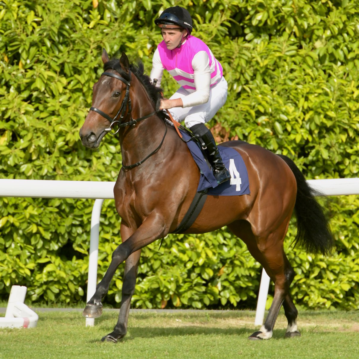 whatcomberacing's tweet photo. Agitator (Cracksman ex Incharge) steps up in distance to 7 furlongs in the Whispering Angel Nursery Handicap (4.45 p.m.) at Goodwood this afternoon. Apprentice jockey Mason Paetel has the ride. https://t.co/msXikxOmH0