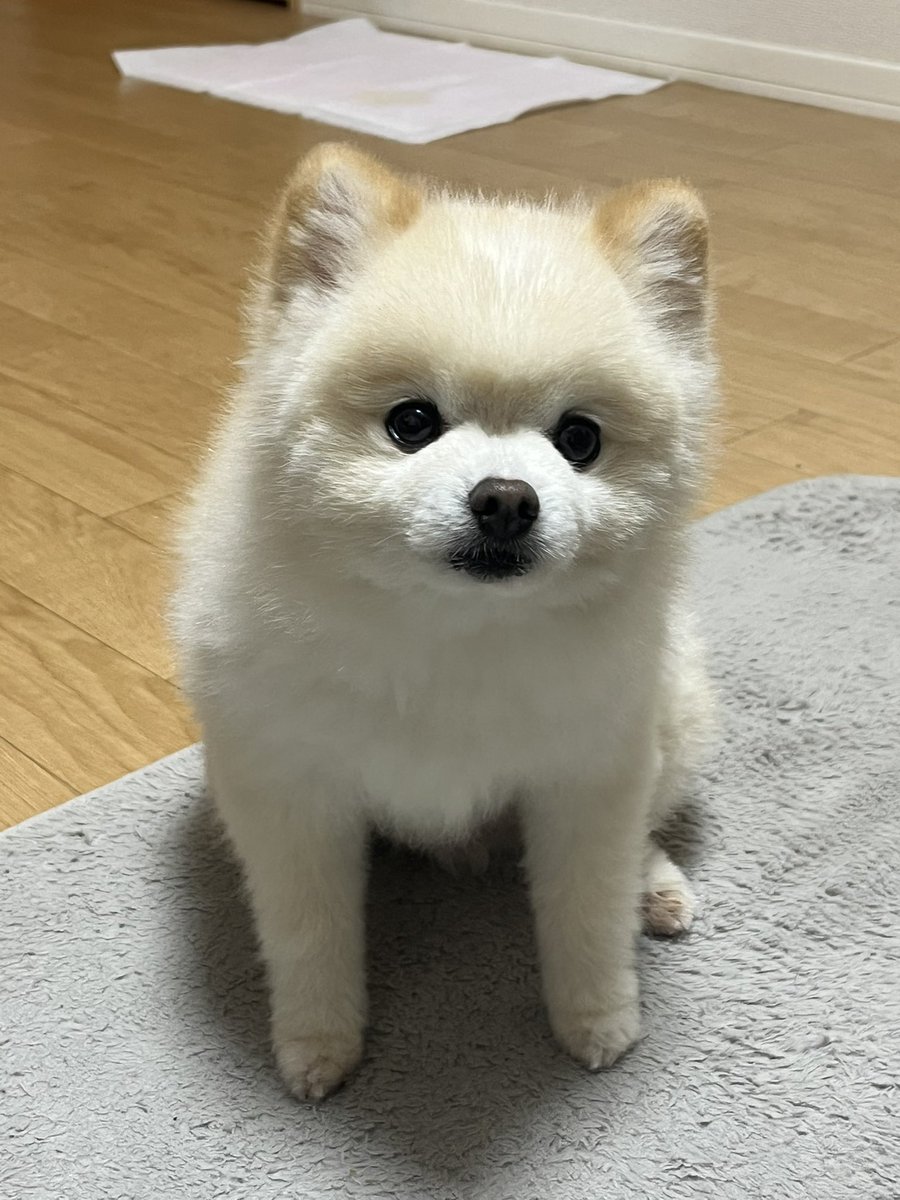 yuyuyuyumee's tweet photo. うちの犬、飼い主帰宅したら1番最初に特大💩するんですけど😂
なんでだろう🤔すぐ片付けてもらえるから？犬飼っている方で同じような方いますか? https://t.co/GfTPqX32kv