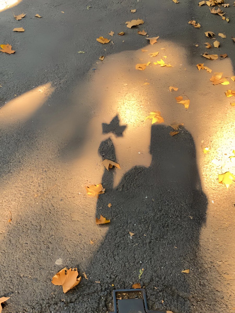FloydLeidyrj's tweet photo. Bright sunny autumn morning = perfect time for a cozy walk with a warm coffee in hand https://t.co/RkyTTjg4P5