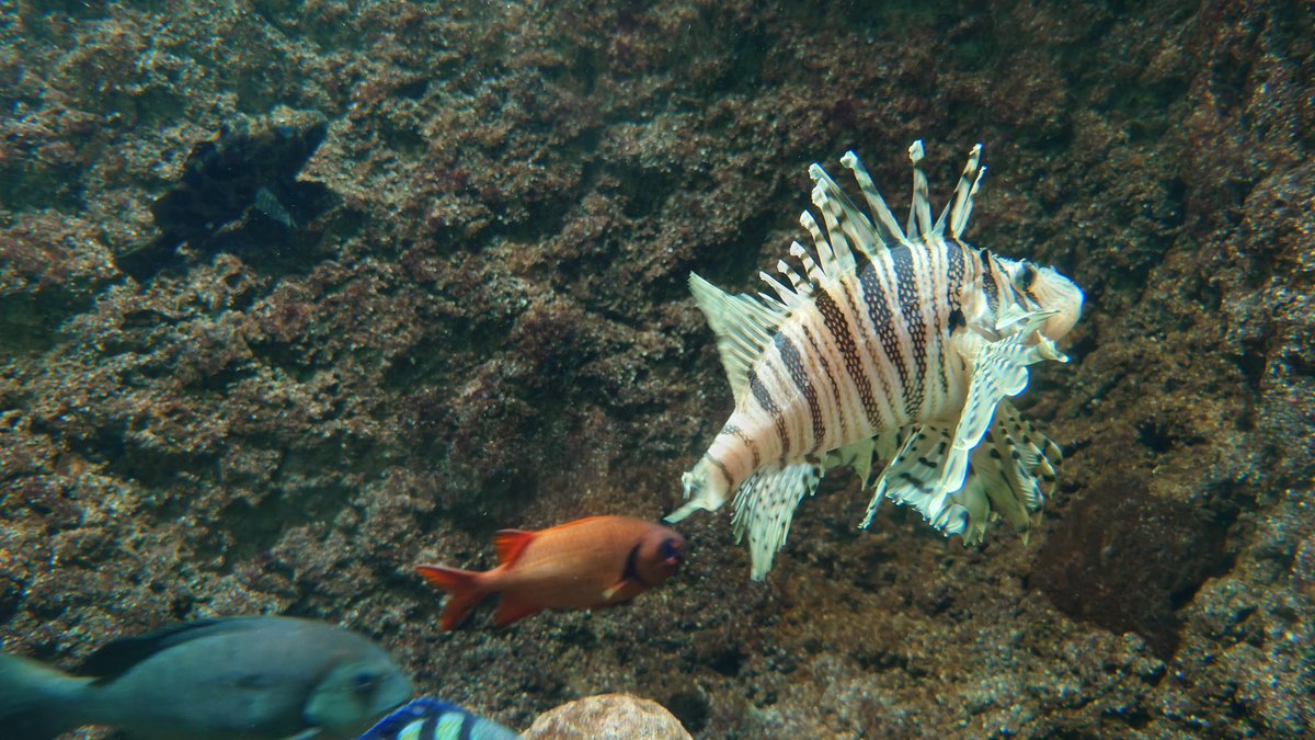 ReoTra810's tweet photo. そんな和歌山県立自然博物館は、館内は水族館になっていて大きな水槽だけでなく、小さな水槽等���飼われている多種多様な魚を見る事が出来る他、博物館という事もあり、ワカヤマソウリュウの化石だけでなく、和歌山県内で発掘されたアンモナイトの化石も展示されている博物館です https://t.co/xwhZmahTf5