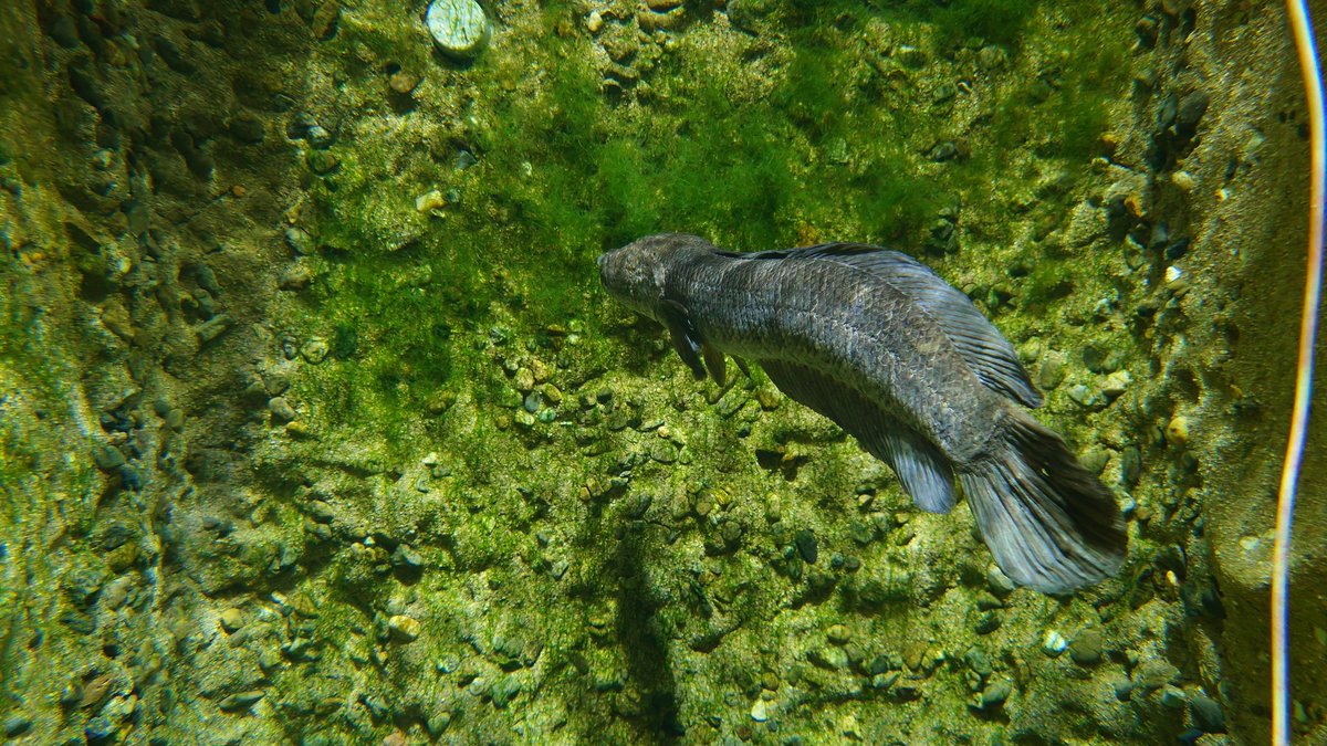 ReoTra810's tweet photo. そんな和歌山県立自然博物館は、館内は水族館になっていて大きな水槽だけでなく、小さな水槽等���飼われている多種多様な魚を見る事が出来る他、博物館という事もあり、ワカヤマソウリュウの化石だけでなく、和歌山県内で発掘されたアンモナイトの化石も展示されている博物館です https://t.co/xwhZmahTf5