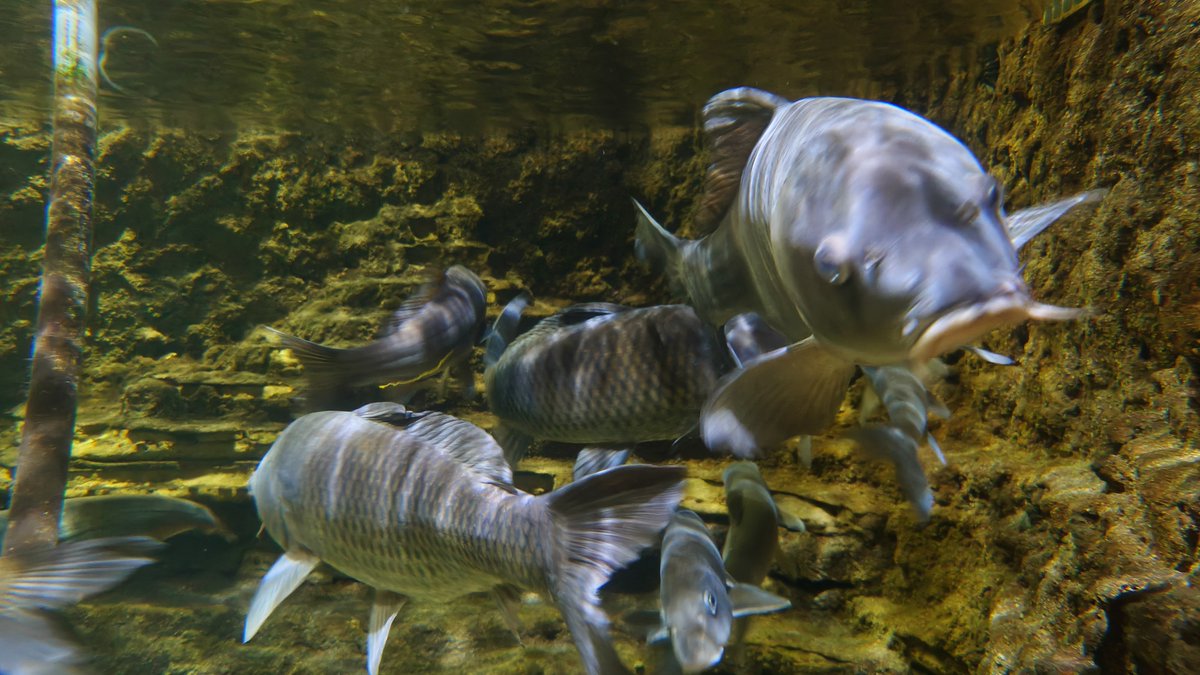 ReoTra810's tweet photo. そんな和歌山県立自然博物館は、館内は水族館になっていて大きな水槽だけでなく、小さな水槽等���飼われている多種多様な魚を見る事が出来る他、博物館という事もあり、ワカヤマソウリュウの化石だけでなく、和歌山県内で発掘されたアンモナイトの化石も展示されている博物館です https://t.co/xwhZmahTf5
