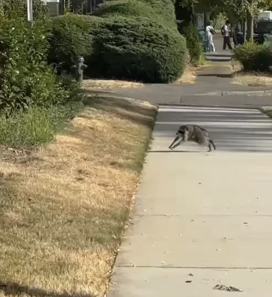 COWBS's tweet photo. Jimothy has every reason to sleep in. wrong species for daylight, bad back, and nothing left to prove. he's out there anyway. be like jimothy. https://t.co/eOZqgv2RRb