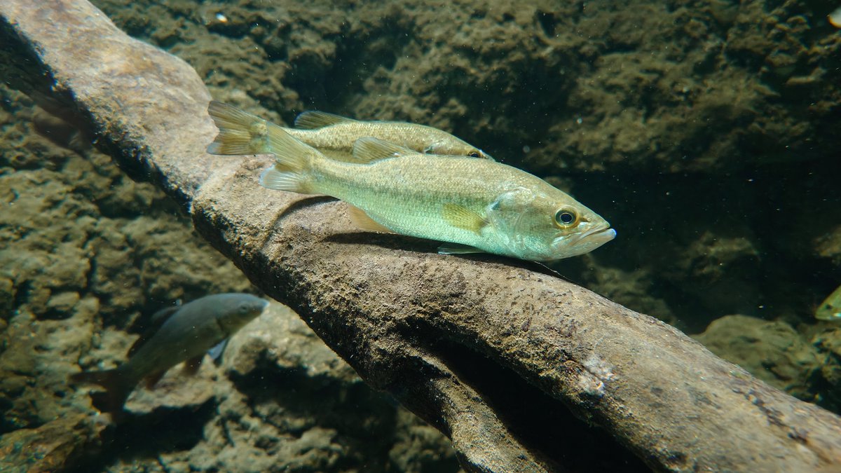 ReoTra810's tweet photo. そんな和歌山県立自然博物館は、館内は水族館になっていて大きな水槽だけでなく、小さな水槽等���飼われている多種多様な魚を見る事が出来る他、博物館という事もあり、ワカヤマソウリュウの化石だけでなく、和歌山県内で発掘されたアンモナイトの化石も展示されている博物館です https://t.co/xwhZmahTf5