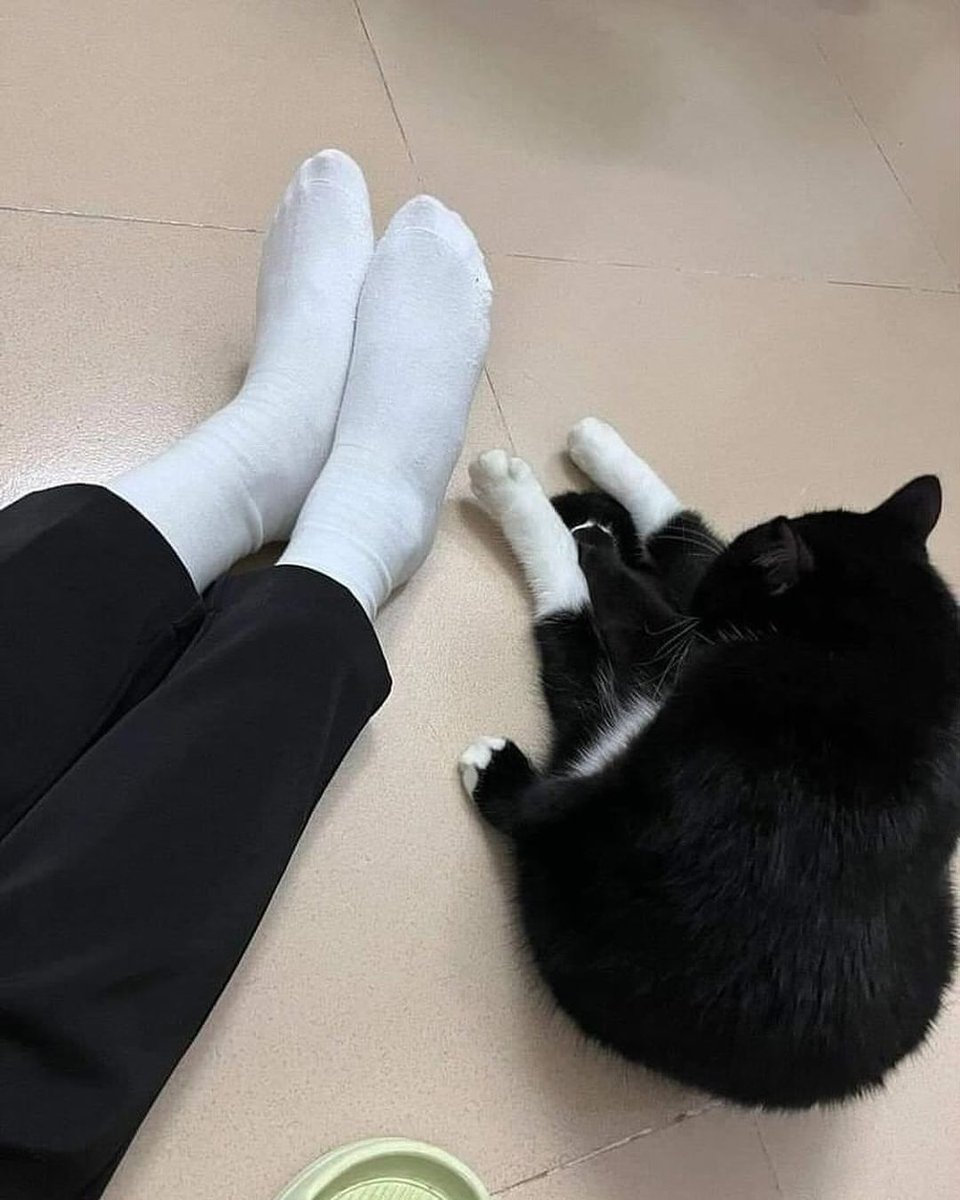 Cats_ooc's tweet photo. Matching socks https://t.co/QUPCvKCPJH