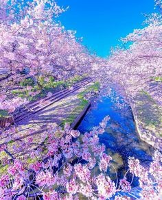 seitennari's tweet photo. 光4 信頼33 🌸💖 @grok https://t.co/Bh5CKXckwG