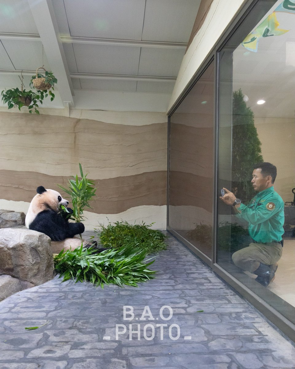 avocado_bao's tweet photo. 러바오 팬클럽 회장 아니셔? https://t.co/zjJlOwj3jl